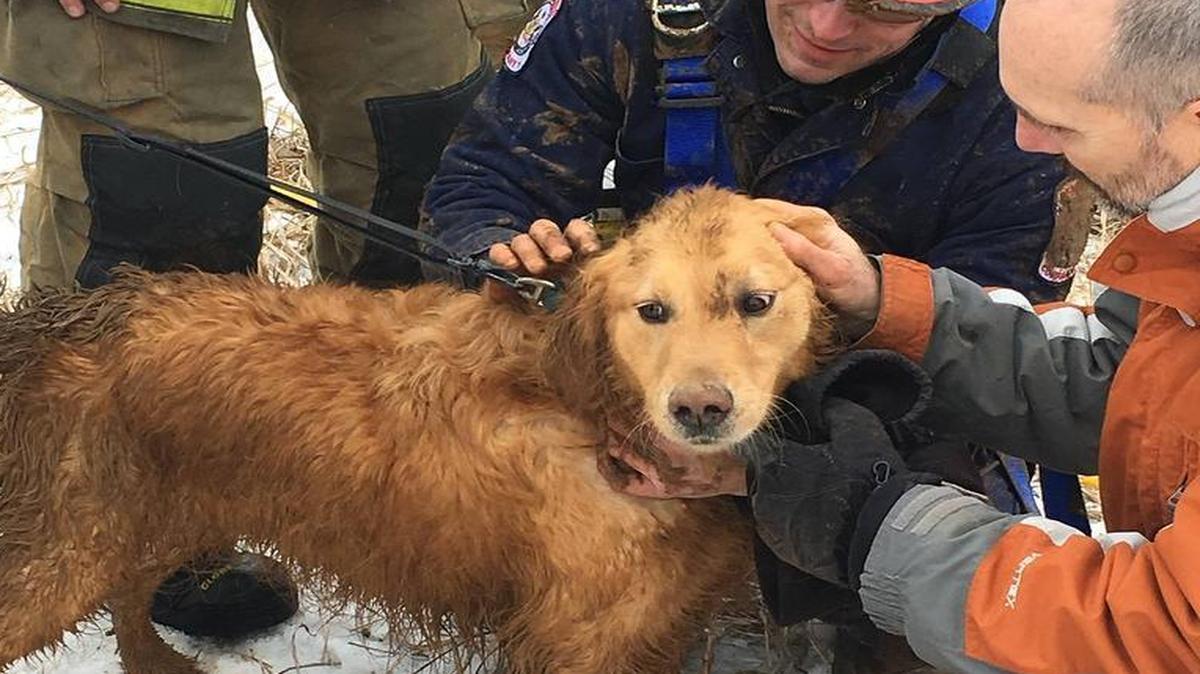 Skye, a golden retriever, after being rescued from a sinkhole on Wednesday.