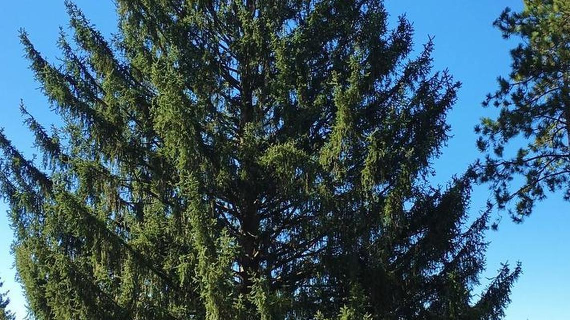 A Norway spruce from State College has been selected for this year’s Christmas tree at Rockefeller Center in New York City.
