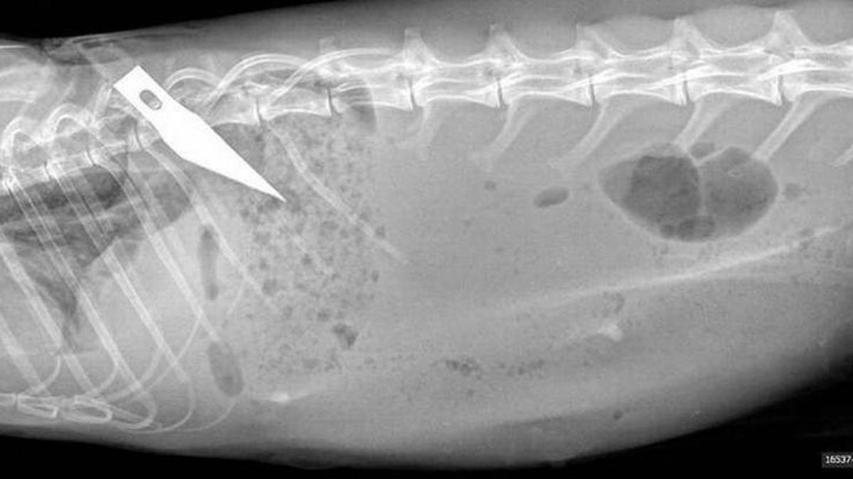 An X-ray of a rabbit was taken after it died on Penn State’s campus.