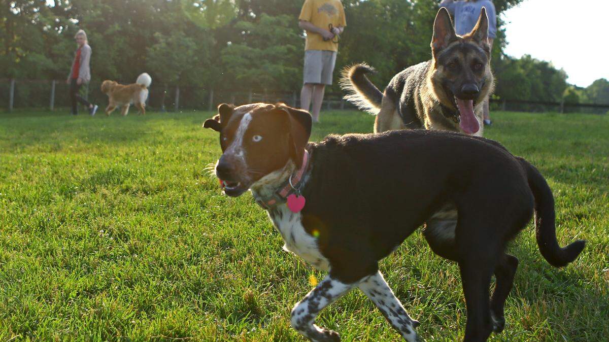 Dogs play in the large dog section of Tudek Dog Park while being supervised by their owners in June 2016. Philipsburg dog park conceptualizer Elliott Lauder said he took several points on his park from Tudek.