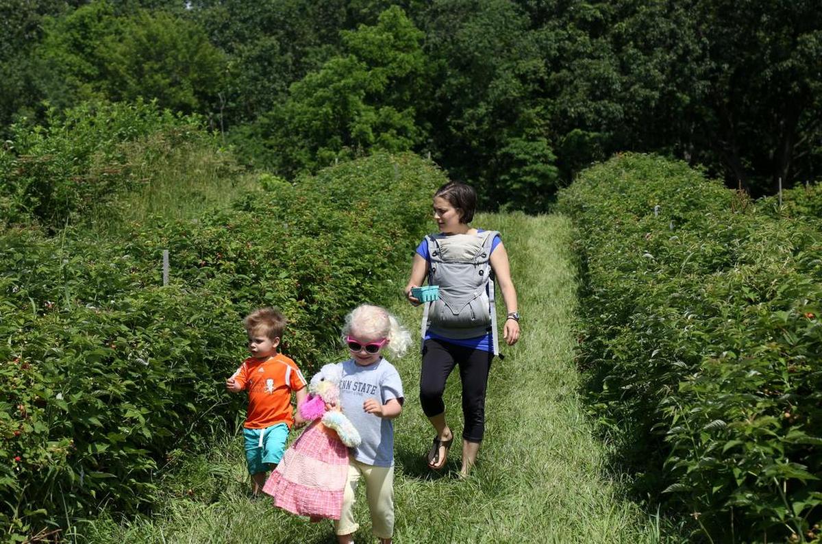 Bee Tree Berry Farm is located in Walker Township, where visitors can pick their own fruits.