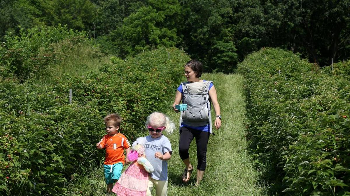 Bee Tree Berry Farm is one of the stops on the Centre County Farm Tour, which takes place Aug. 12.