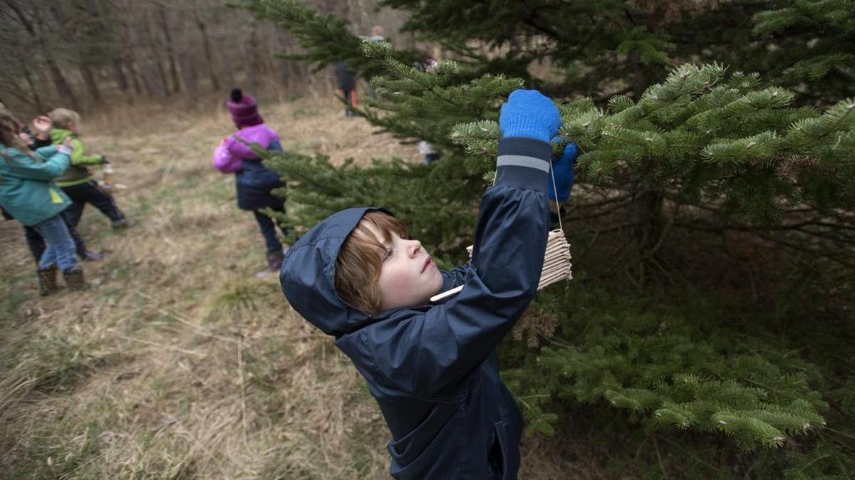 Holden McKalips, 6, hangs a Popsicle stick bird feeder on a tree branch as he classmates look for more spots for other feeders. The Nittany Valley Charter School spends one day a month at Carolyn Maroncelli’s farm to work on environmental projects.
