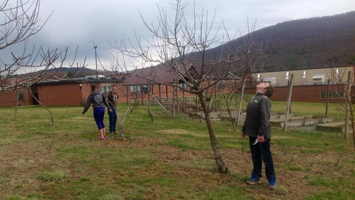 Students in Todd Biddle’s horticulture class at Bald Eagle Area High School trim apple and peach trees in an orchard behind Winagte Elementary School on the Bald Eagle Area campus.