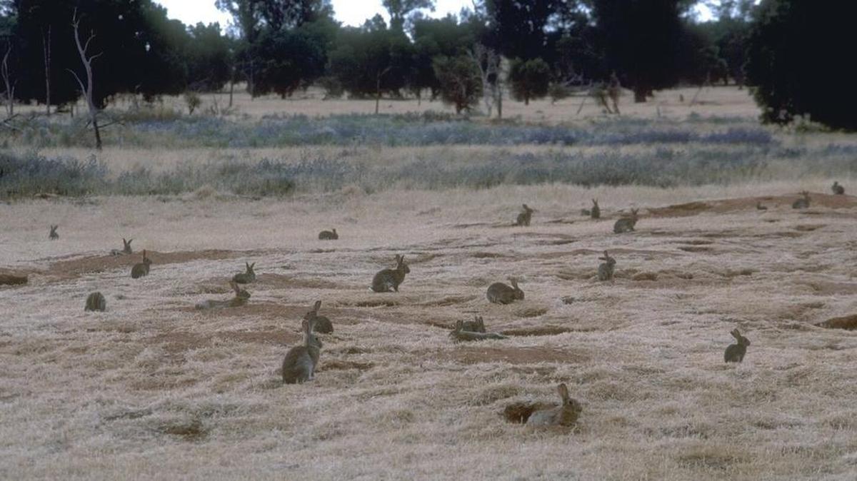 The estimated 200 million rabbits in Australia and the damage they cause by overgrazing has caused the country’s agricultural industry to lose about $115 million annually.