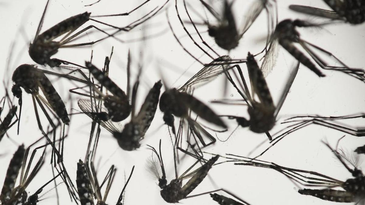 Penn State researcher Jason Rasgon is utilizing a National Institutes of Health grant to see if American mosquitoes present the same danger as the two foreign breeds known to carry the virus.