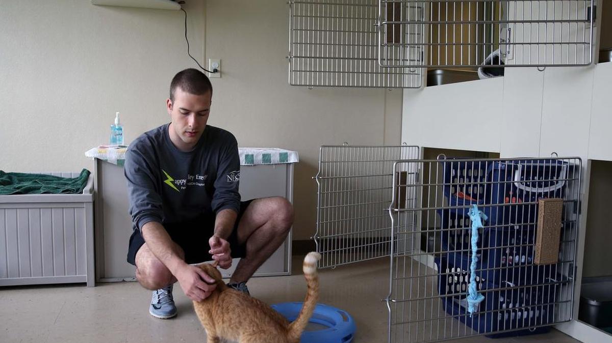 Penn State student Evan Plumridge pets a cat while helping out at PAWS for the Green Energy Challenge on Monday in State College.
