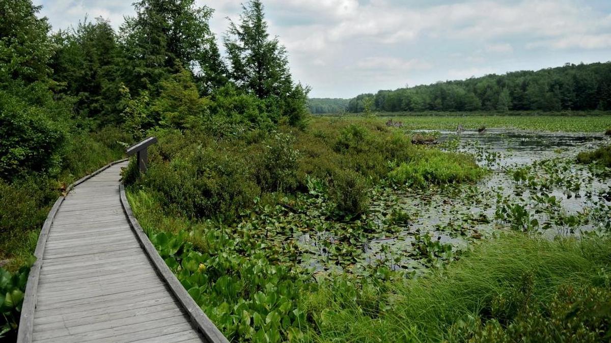 The Bog Trail at Black Moshannon State Park leads visitors around a quarter-mile boardwalk above the marshy lake to observe water plants, flowers and animals. Soaring Heights students took a field trip to Black Moshannon as part of their science curriculum.
