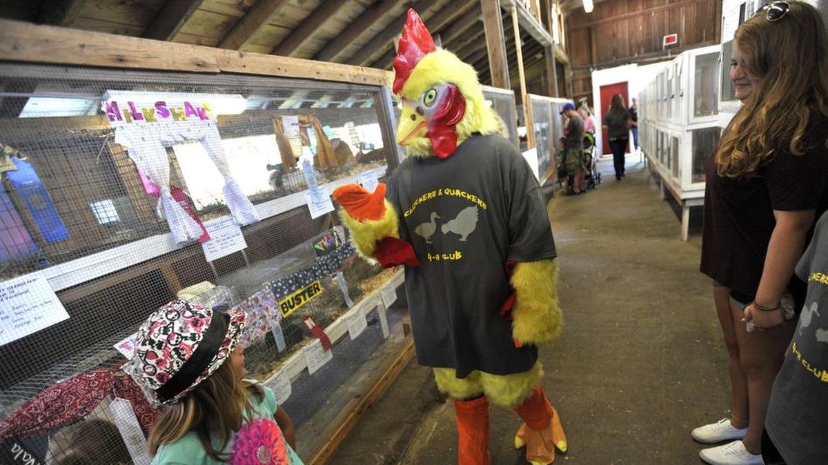 In this file photo, a human dressed up in a chicken costume walks through the poultry barn at a county fair.