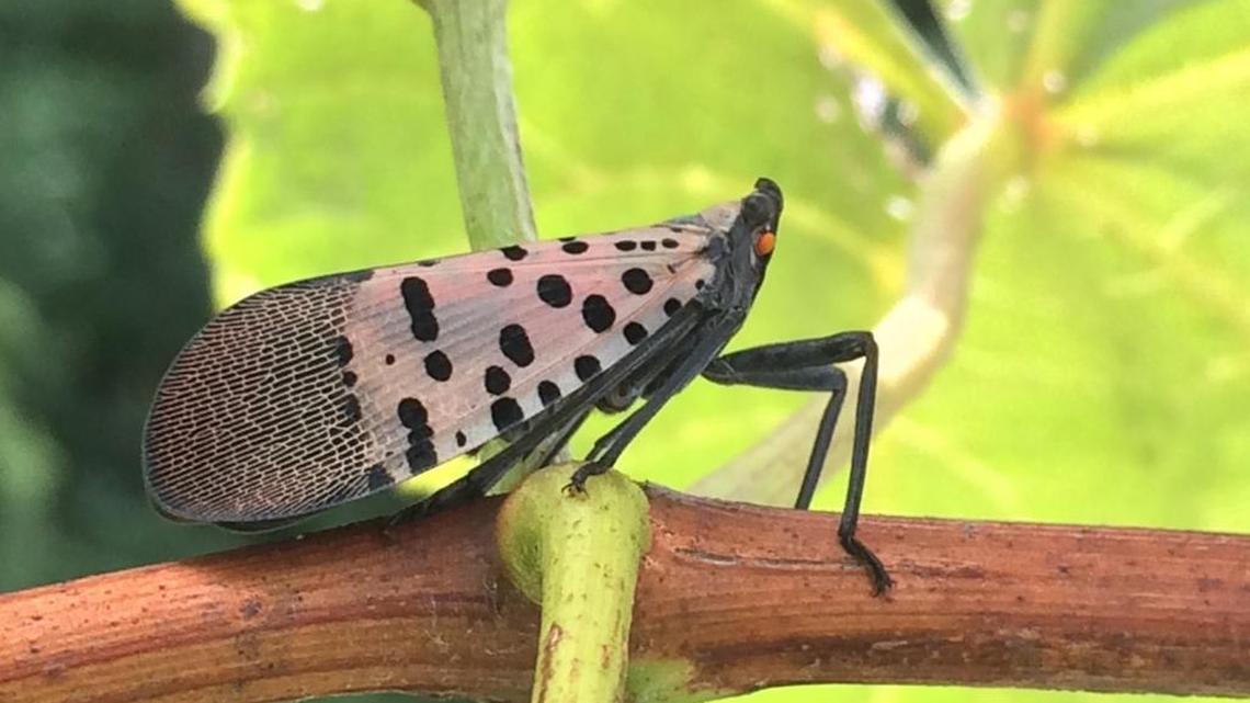 The invasive lanternfly was fist discovered in the United States in 2014 in Berks County.