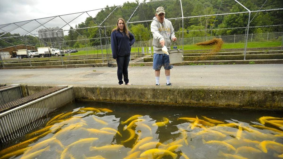 The Bellefonte State Fish Hatchery, located next to Fisherman’s Paradise, offers educational tours throughout the year.