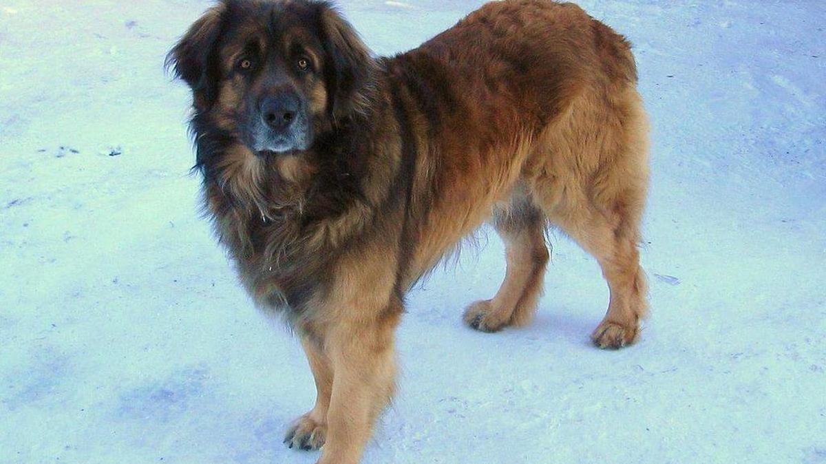 Leo has been missing in Julian for four days.