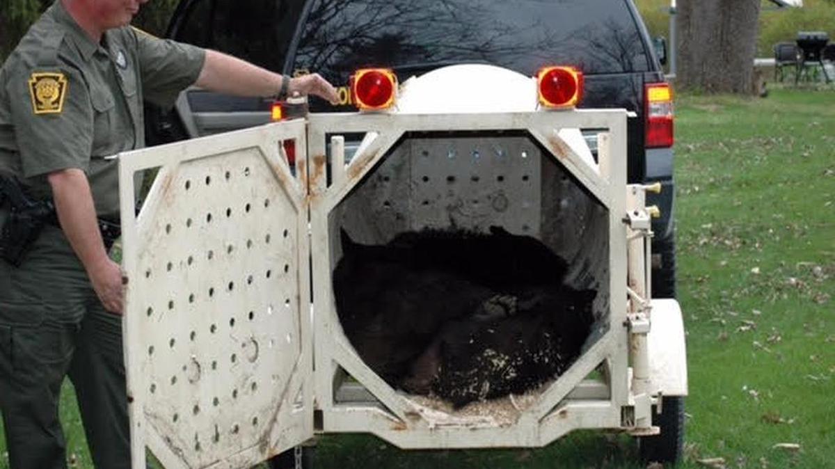 Four bears, a mother and her three cubs, were captured in Lemont on Thursday. The Game Commission advises area residents to be mindful of their trash and putting food out as State College is in “bear country.”