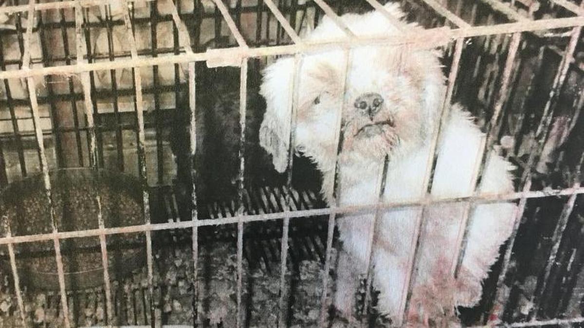 This Shih Tzu was one of 19 dogs saved from a breeder’s home.