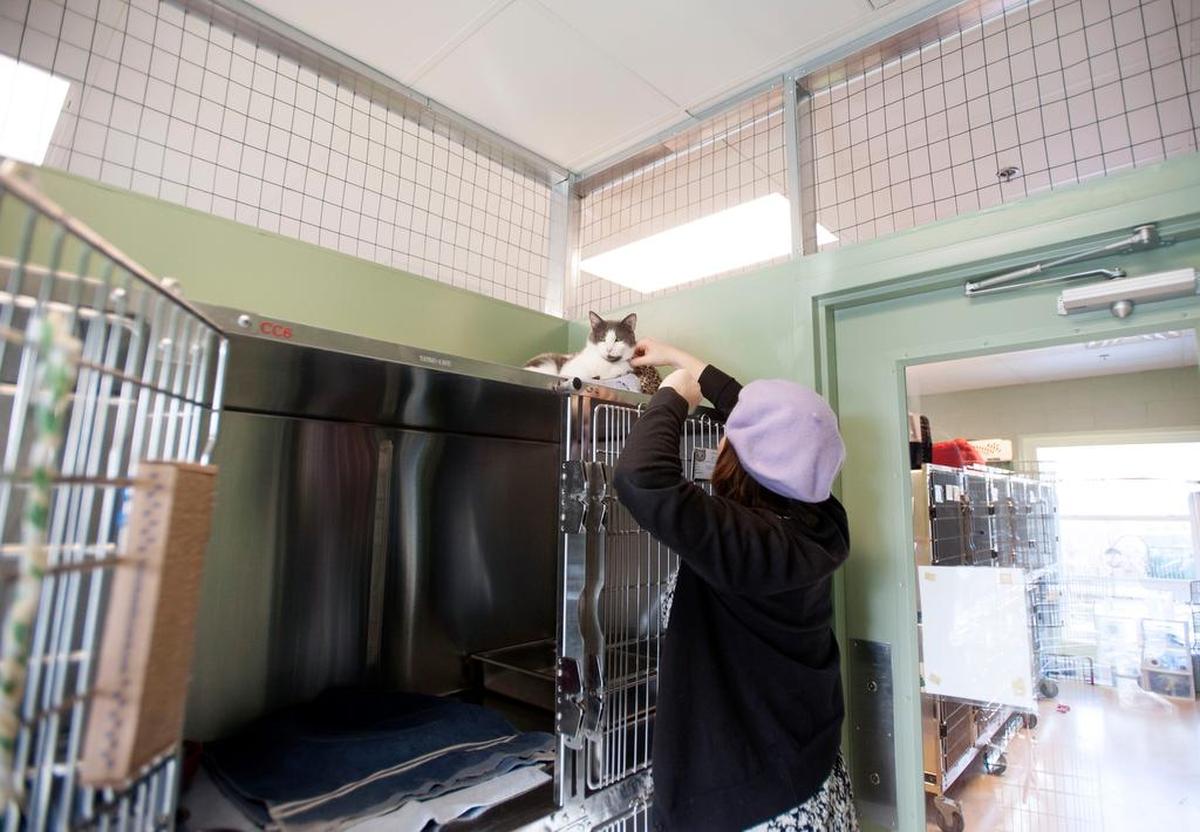 Shelter supervisor Catherine Conlan checks Dannon’s collar at Centre County PAWS in 2016.