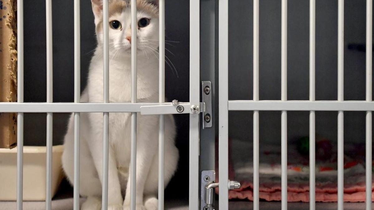 A cat sits patiently wanting some attention at Pets Come First on Thursday. Shelters across the county are overflowing with cats and kittens.