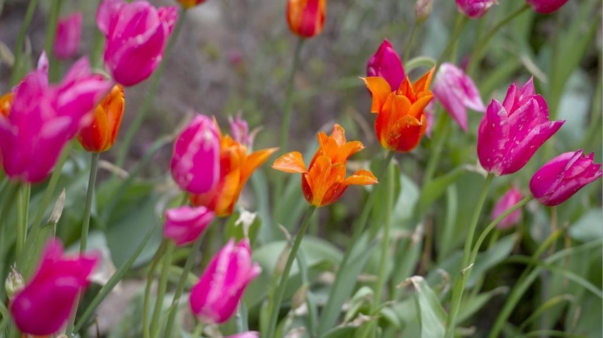 Tulips should be in full bloom at Walker Gardens. The gardens will be open for tours on Mother’s Day.