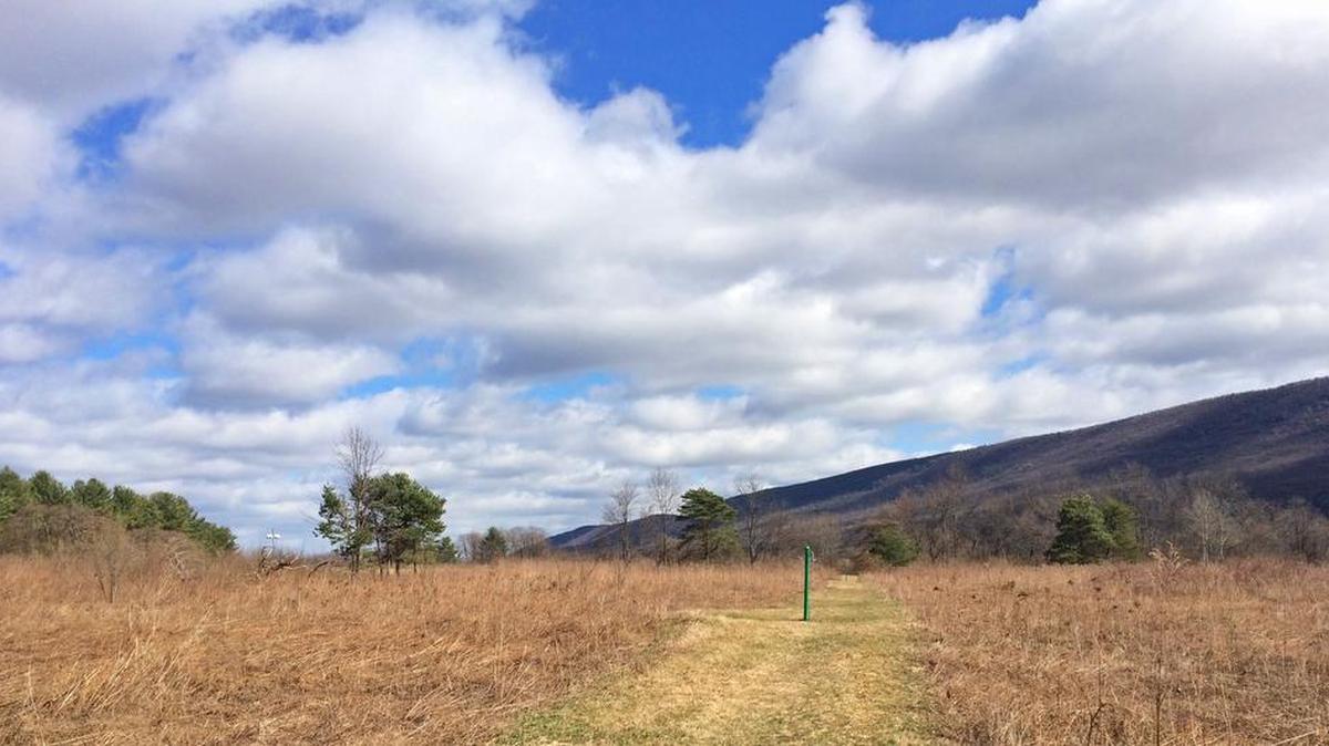 Bald Eagle State Park spans diverse habitats including thick woods, meadows of wildflowers and a reservoir that has allowed local wildlife to flourish.
