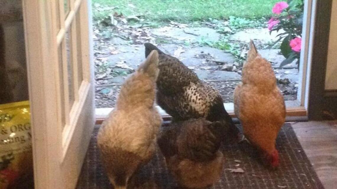 Chris Rosenblum: An ‘egg-cellent’ sign of spring