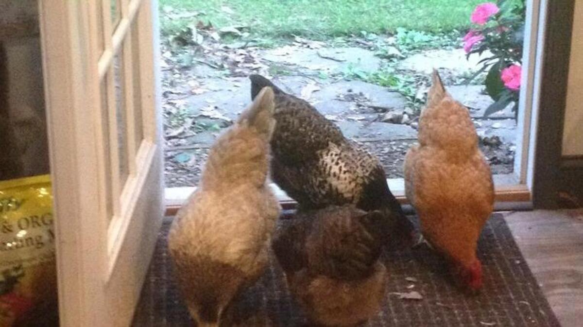 “We probably would discover eggs in the coat closet if we let the chickens come into the house, as they try to do, ever-curious, when the back door has been left open,” writes Chris Rosenblum.