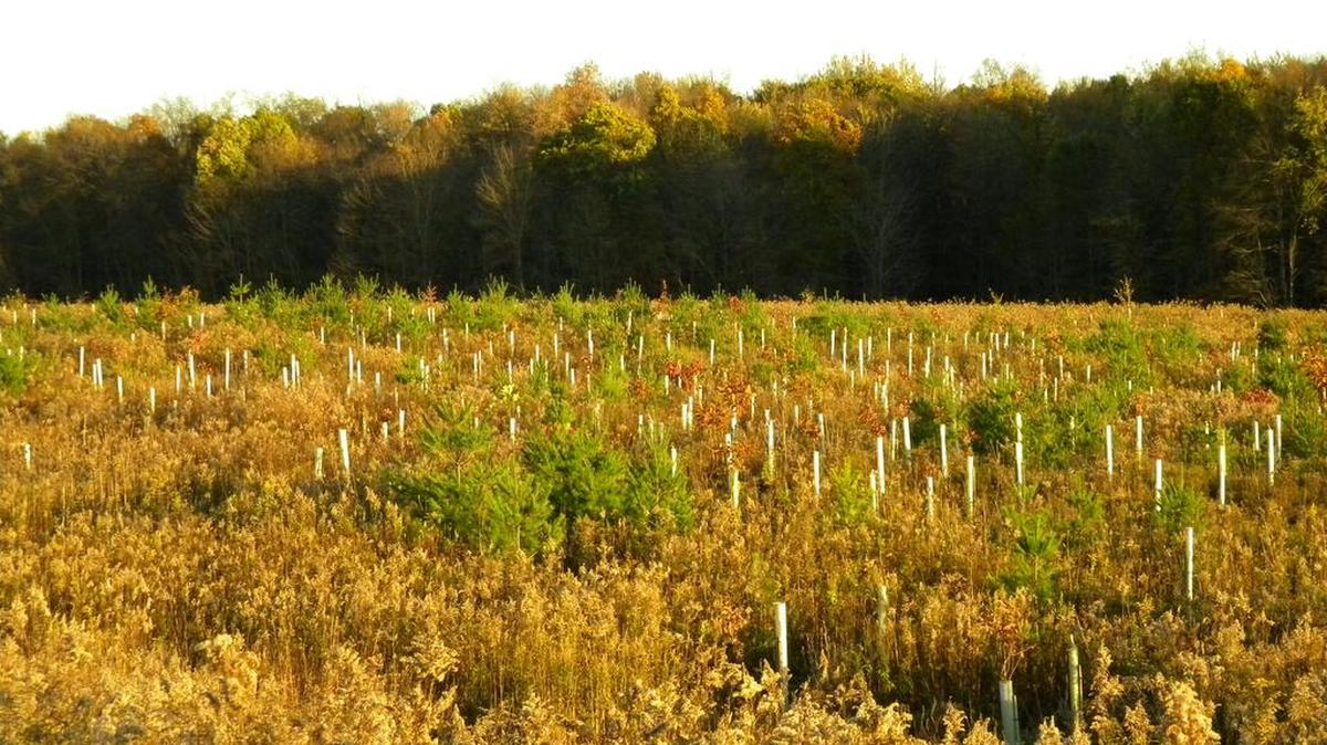 Part of the Scotia Barrens in Halfmoon Township could be affected by a proposed development plan slated to bring over 2,000 housing units to a 935-acre land tract in the eastern portion of the township.