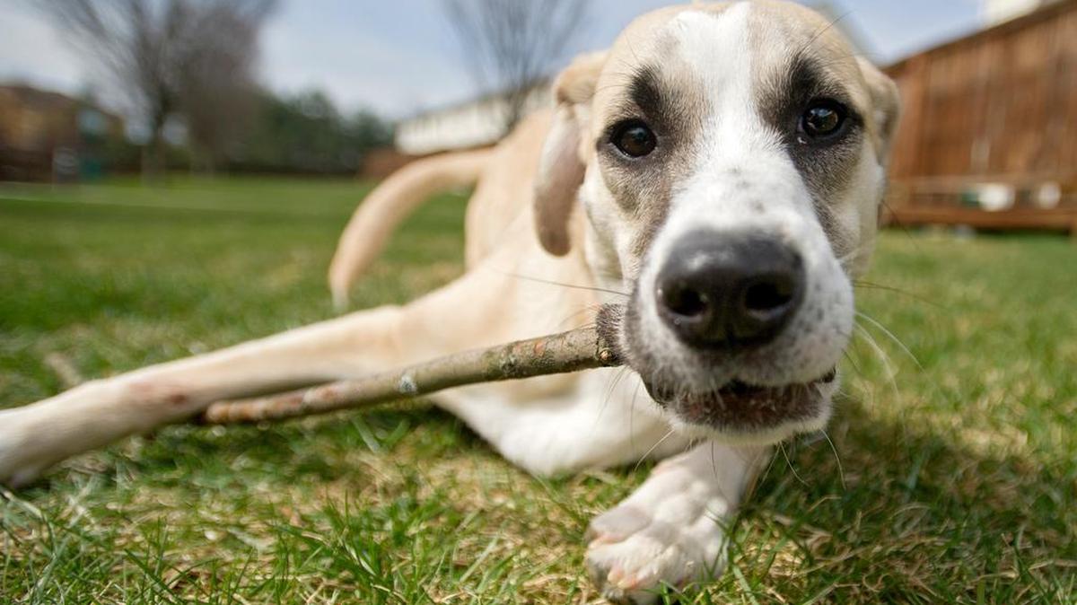 Seven-month-old German Shepherd/hound mix Stella loves all that springtime brings: sticks, bunnies to chase and worms to eat.