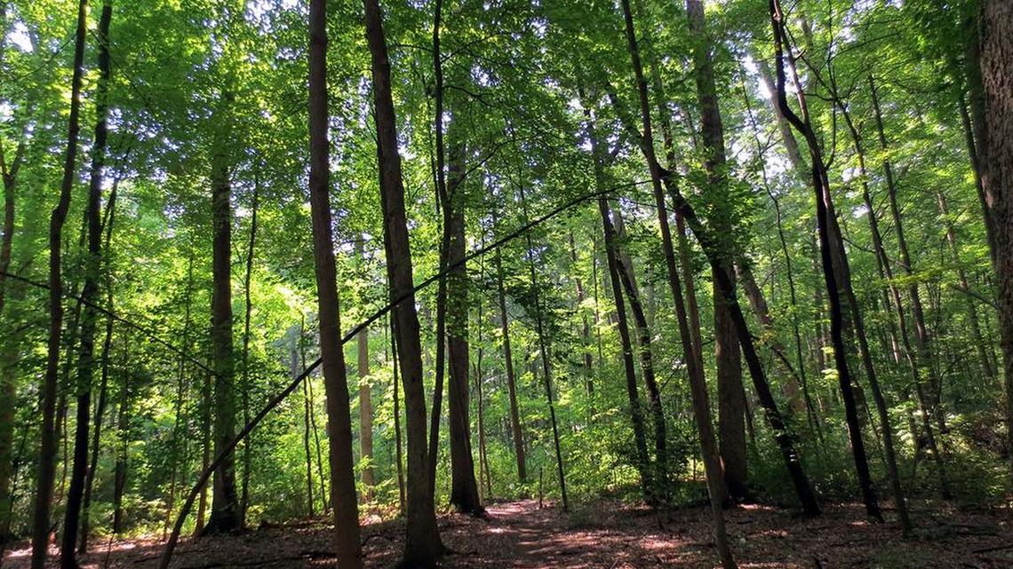 Explore Hartley Wood at The Arboretum at Penn State with Centred Outdoors