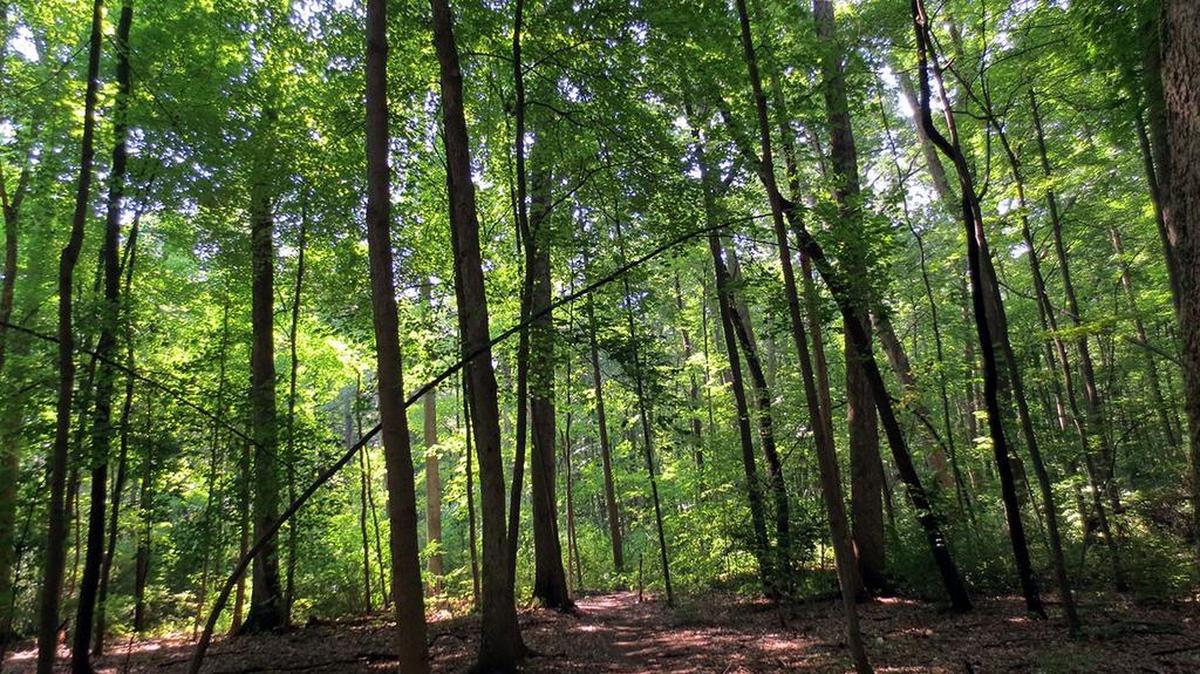 This week you are welcome to join Centred Outdoors as we explore The Arboretum at Penn State’s Hartley Wood from 2-5 p.m. Sunday and 6-8 p.m. Wednesday.