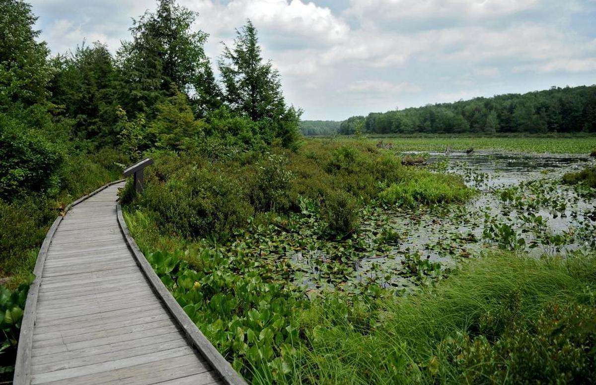 The Bog Trail at Black Moshannon State Park leads visitors around a half-mile boardwalk above the marshy lake to observe water plants, flowers and animals.