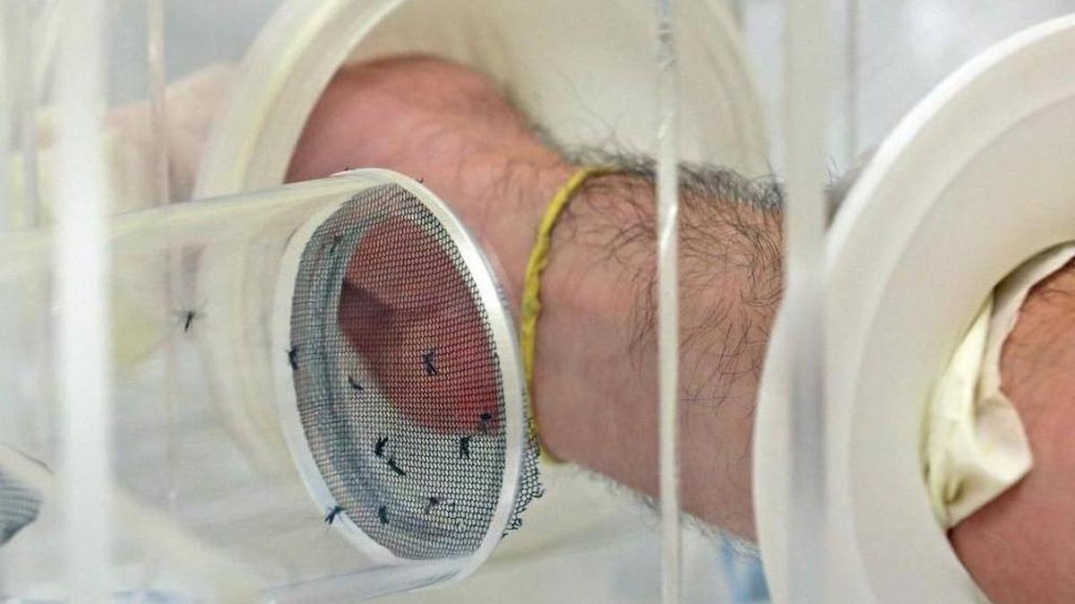 Florida International University's Matthew DeGannaro holds his arm in a test to monitor mosquito attraction to the human scent in his research to help combat the Zika virus that is transmitted by the mosquito.
