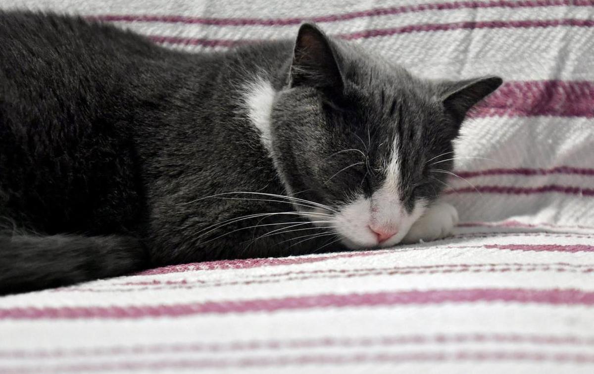 A cat takes a snooze at Pets Come First in 2016. Shelters across the county are overflowing with cats and kittens.