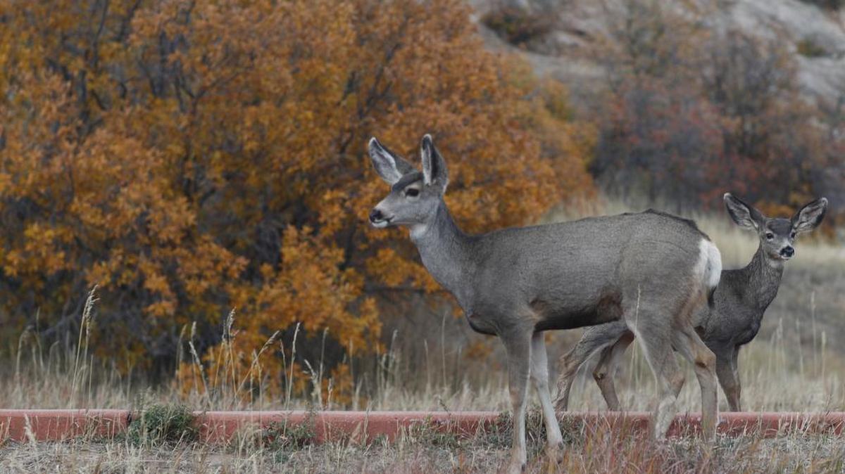 Pennsylvania Game Commission cautions motorists to be vigilant, as deer are entering a period of increased activity.