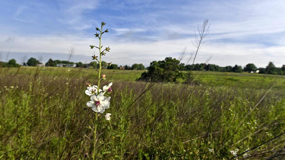 The land where the Toll Brothers development is proposed to go along Whitehall Road in Ferguson Township.