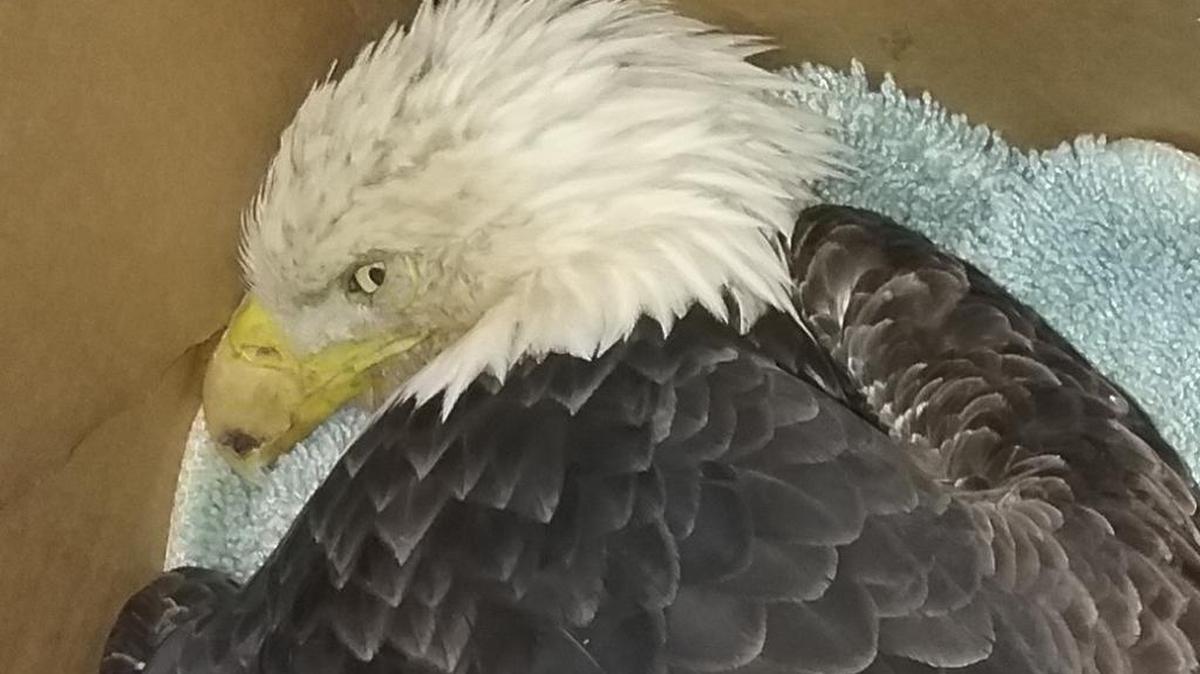 Centre Wildlife Care tried to treat a bald eagle with toxic lead poisoning, but the bird died.
