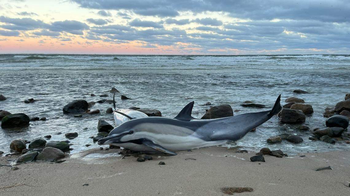 More than a dozen dolphins were stranded across Cape Cod beaches over the weekend, and experts aren’t sure what caused it to happen.