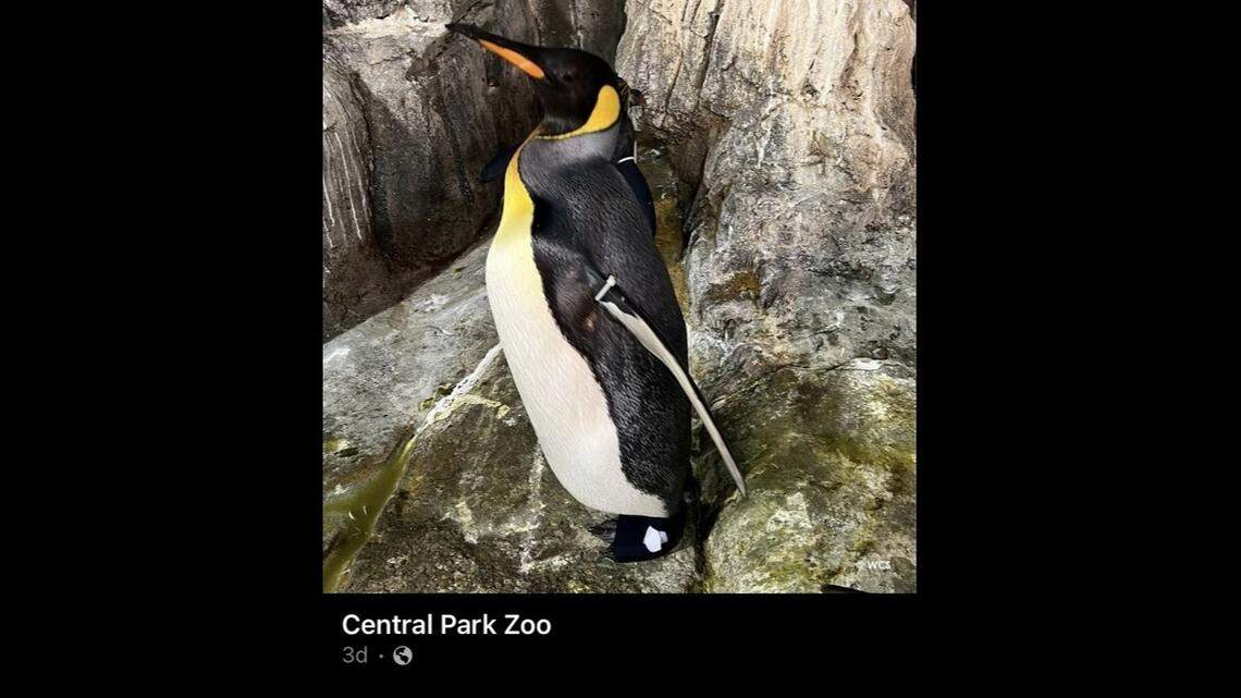A Broadway-trained costume designer — who moonlights as a seasonal associate at the zoo — designed and sewed a custom boot for an injured penguin at the Central Park Zoo.