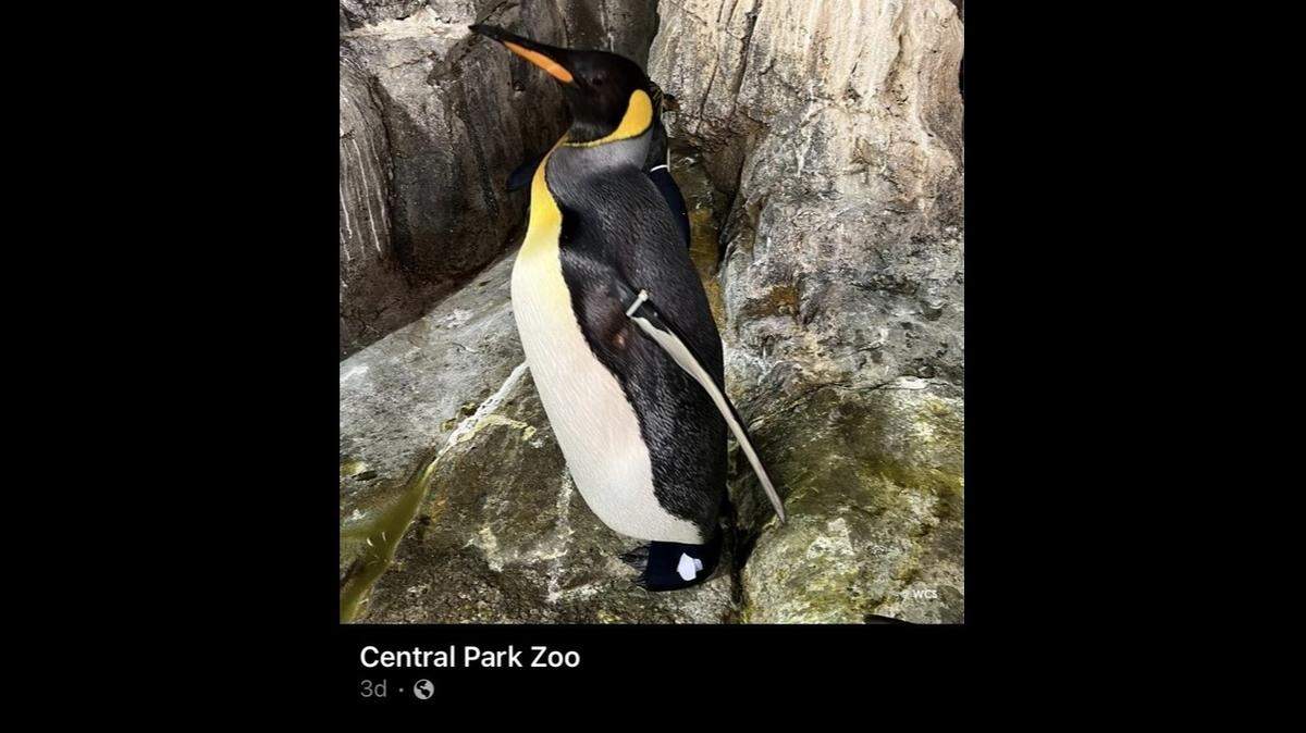 A Broadway-trained costume designer — who moonlights as a seasonal associate at the zoo — designed and sewed a custom boot for an injured penguin at the Central Park Zoo.