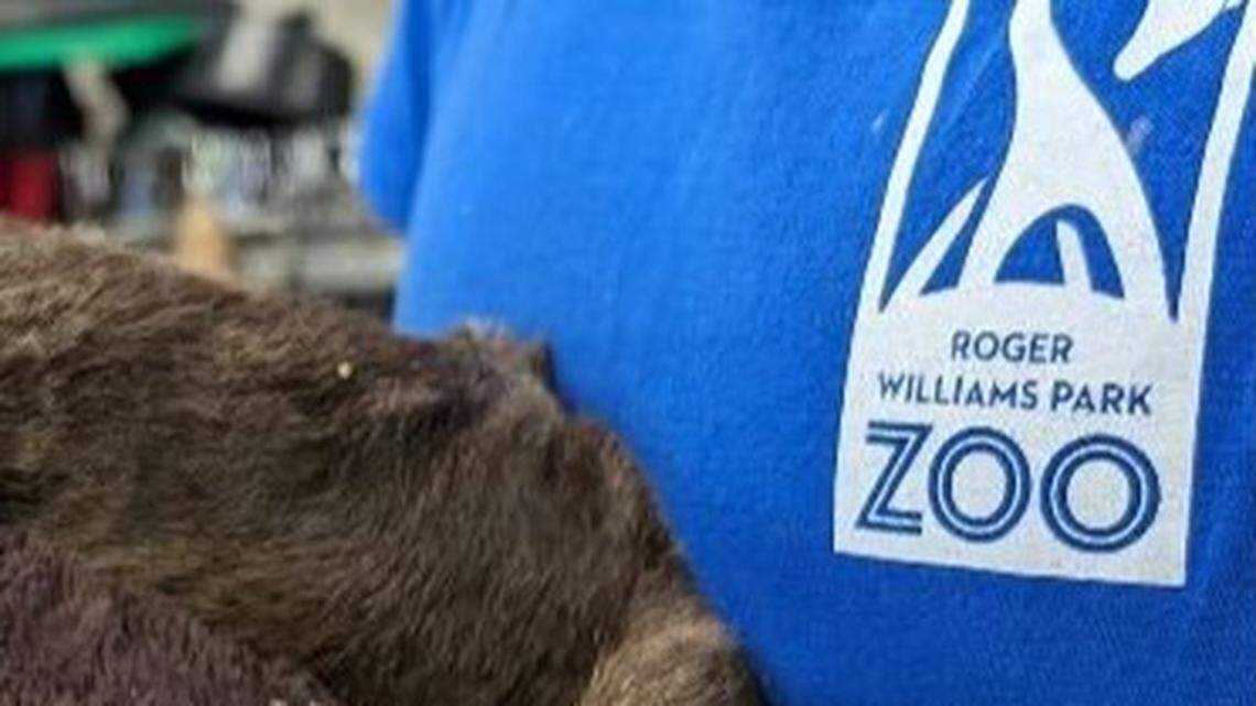 A beloved sloth who was born at a Rhode Island zoo now has a newborn baby of her own, photos show.