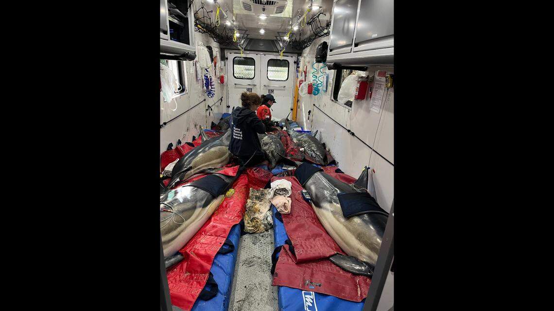 Rescuers transported the stranded dolphins to deeper waters, where they would have the best chance of surviving after release.