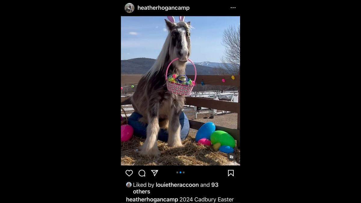 A big horse with an even bigger personality is vying for his shot to bring “joy and laughter” to all by becoming Cadbury’s next Easter Bunny.