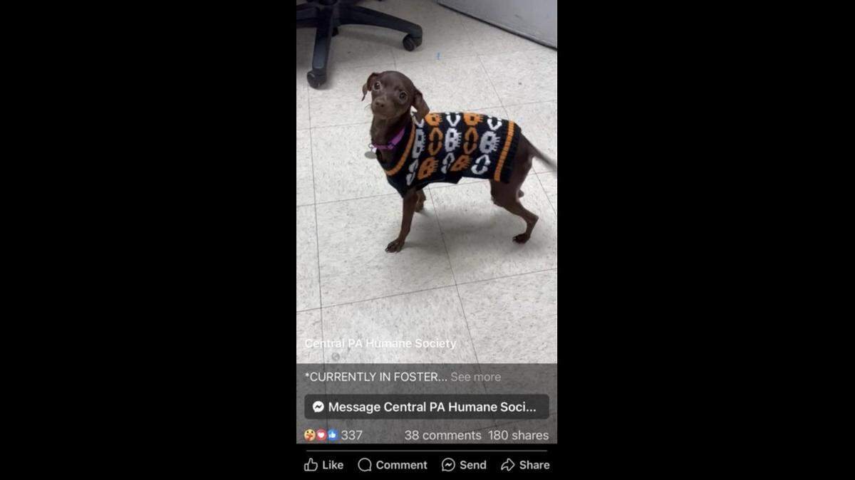 A tiny and timid pup in a Pennsylvania animal shelter is just starting to let her “fun little personality” show, and it landed her a foster home.