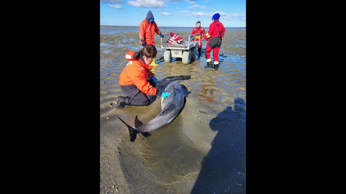Rescuers worked tirelessly to help more than a dozen dolphins stranded across eight Cape Cod beaches.