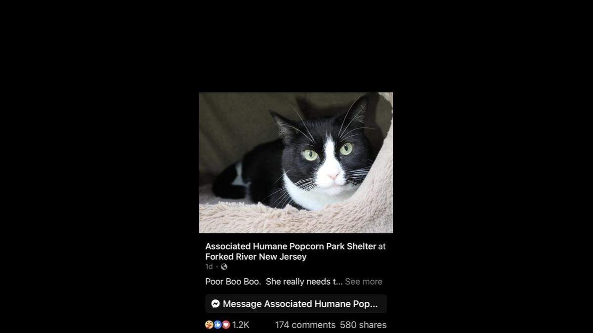 Boo Boo the cat lived with her owner since she was just a kitten — until they surrendered her to a New Jersey animal shelter when she was 6 years old.