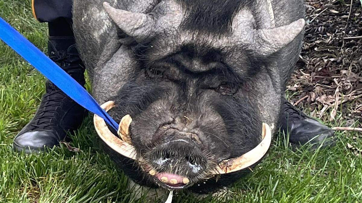 It took two officers to chase down a 200-pound pot-bellied pig — named ‘Pumba’ — after he escaped from a New Jersey farm.