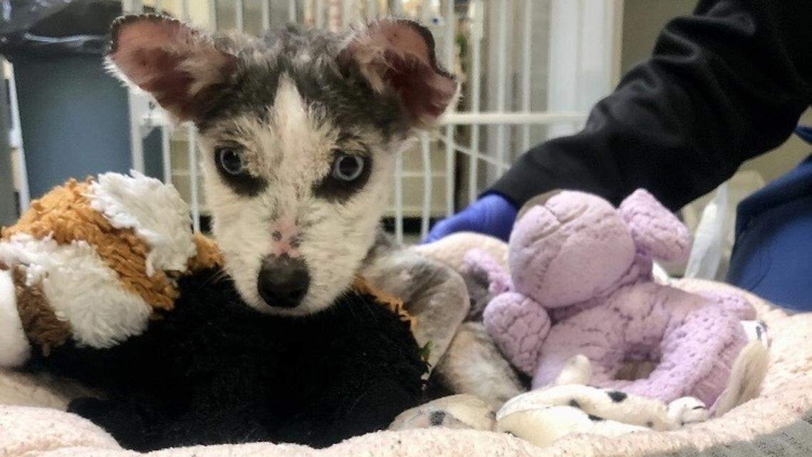 When rescuers first saw the emaciated puppy, they thought she was dead — until they noticed her breathing. In the months that followed, little Sprite amazed them with her will to survive. Now she’s looking for a home of her own.