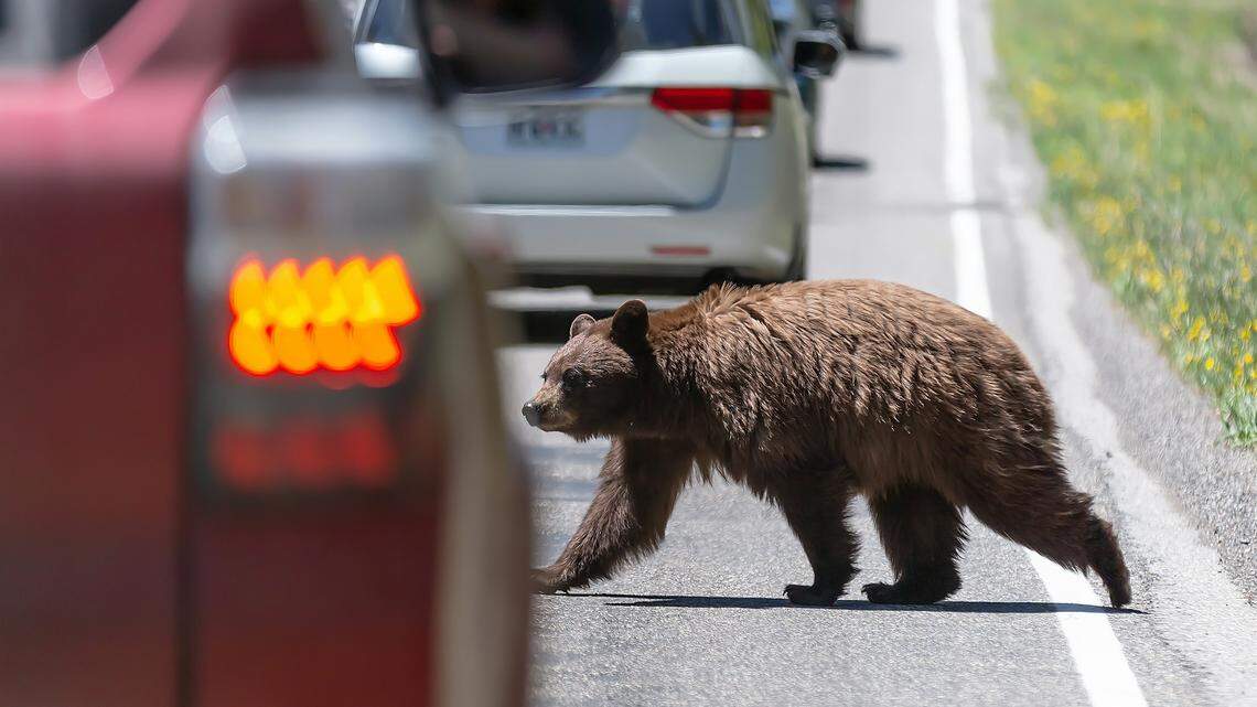 An allegedly drunk driver hit and killed a bear in New Hampshire, officials said.