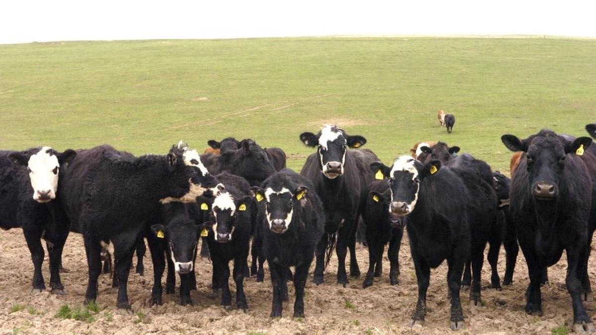Angus and Herford beef cattle on the Rockview prison property