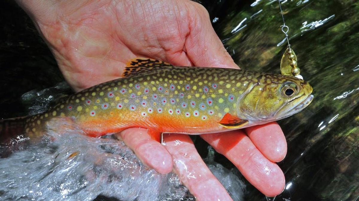 Brook trout are one of several species predicted to largely disappear from Pennsylvania by the turn of the century due to the effect of global warming, says Ed Zygmunt.