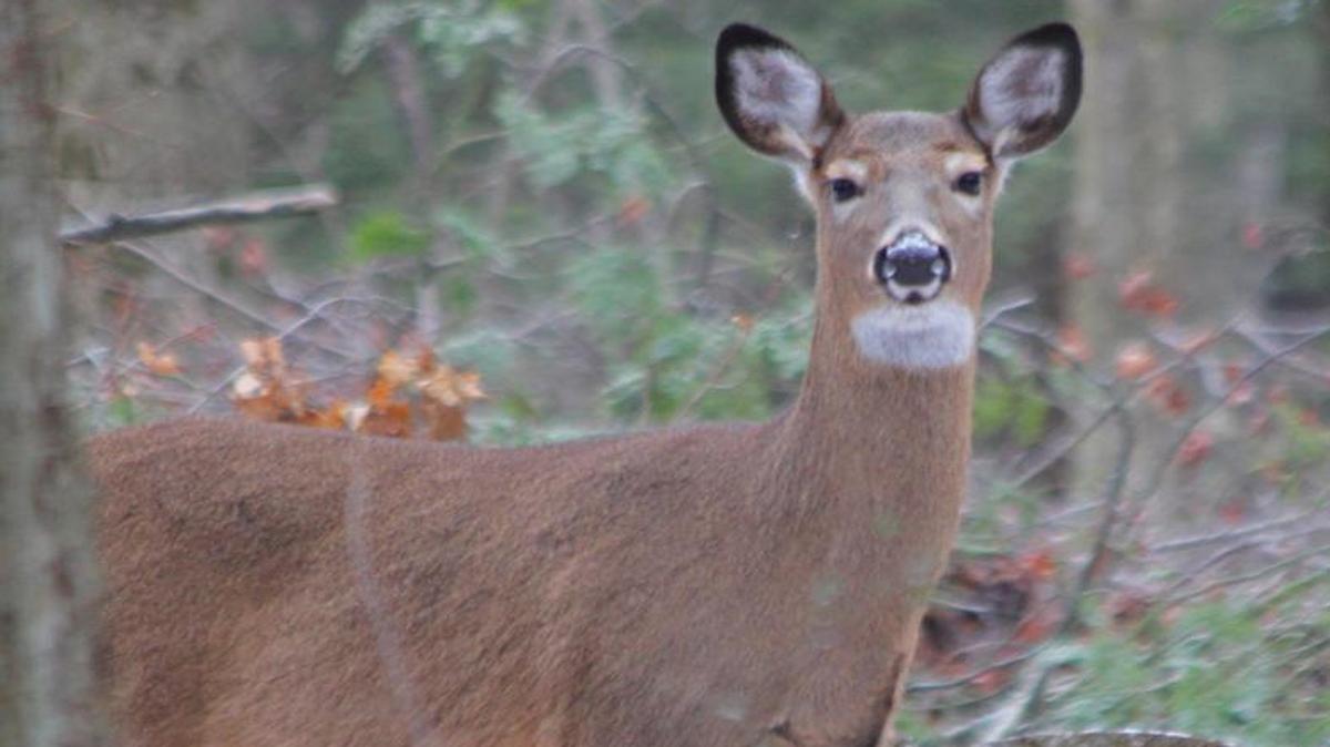 Chronic Wasting Disease was recently discovered in a free-ranging deer in Clearfield County.