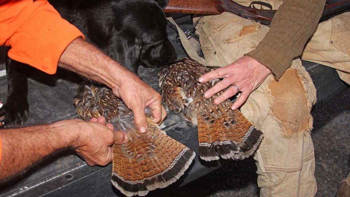 Hunters compare the tails of grouse after a hunt. The population of the state bird has dropped dramatically since 2000.